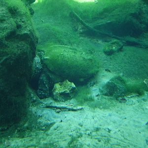 Alligator Snapping Turtle