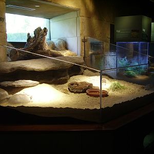 Gopher Tortoise - Flint River Gallery