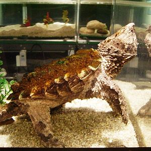 Alligator Snapping Turtle juvenile - Hatchery