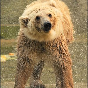Brolar-Bear at Osnabrück Zoo
