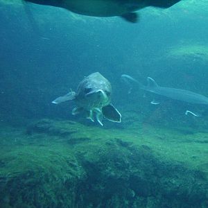 Atlantic Sturgeon - Blue Hole Spring