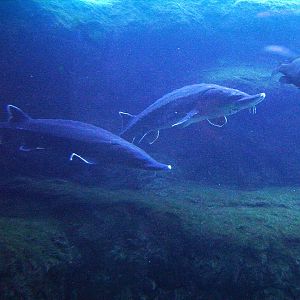 Atlantic Sturgeon - Blue Hole Springs