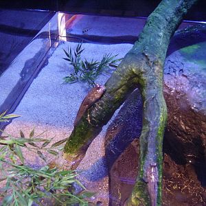 Mudskipper - World of Water Gallery