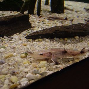 Atlantic Sturgeon juvenile - World of Water Gallery