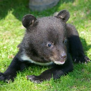 Young Asiatic black bear in Bad Pyrmont