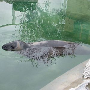 Hooded Seal at the National Seal Sanctuary 11/04/09