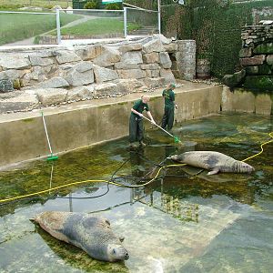 Cleaning the Grey Seal pool at the National Seal Sanctuary 11/04/09