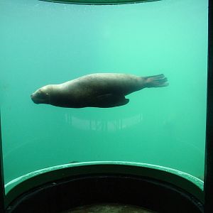 Patagonian Sea Lion at the National Seal Sanctuary 11/04/09