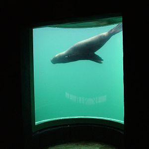 Patagonian Sea Lion at the National Seal Sanctuary 11/04/09