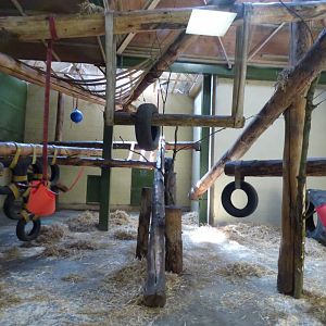 Indoor Chimpanzee Exhibit