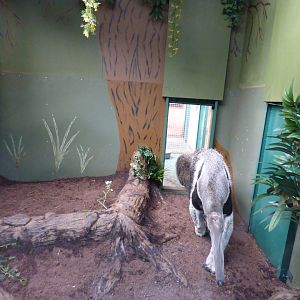 Giant Anteater Indoor