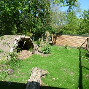 Giant Anteater Outdoors