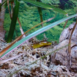 Hart's Glass Lizard
