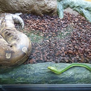 Bornean Blood Python and Red-Tailed Racer