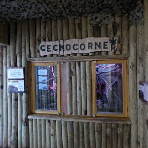 Gecko Corner
