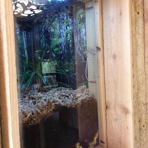 Hart's Glass Lizard Exhibit