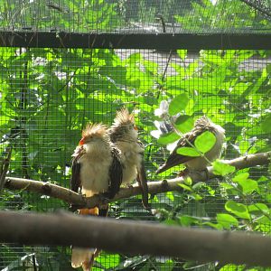 Guira Cuckoos