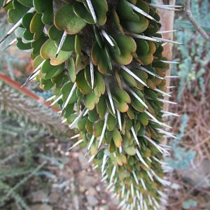 Cactus/succulent in the greenhouse