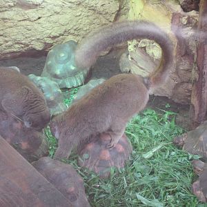Red-fronted Brown Lemur & Radiated Tortoise