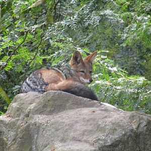 Black-backed Jackal