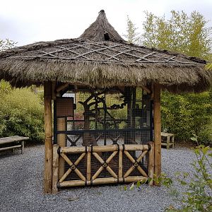 Enclosure Red-tailed Squirrel Ssp Hoffmanni