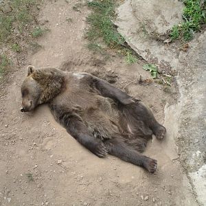 Brown Bear
