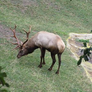 Tule Elk