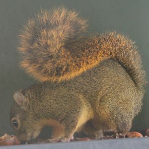 Red-tailed squirrel Ssp Hoffmanni