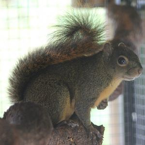 Red-tailed squirrel Ssp Hoffmanni