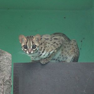 Palawan Leopard Cat