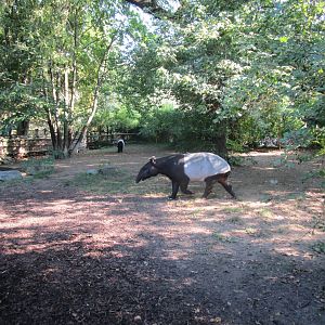 Malayan Tapir Enclosure