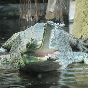 Gharial