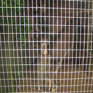 Glad Zoo - Eagle owl aviary