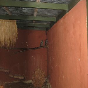 Glad Zoo - Chaco owl aviary