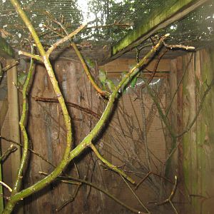 Glad Zoo - Parakeet aviary
