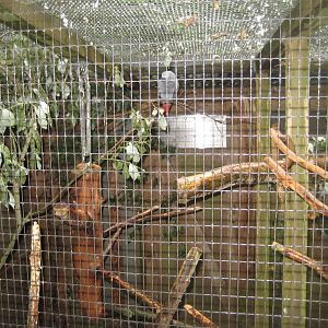 Glad Zoo - Grey parrot aviary