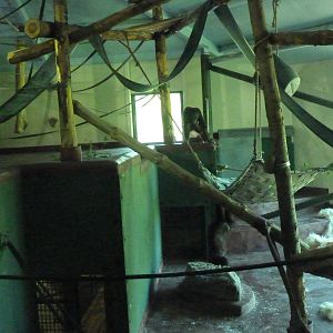 Bornean Orangutans, May 2017