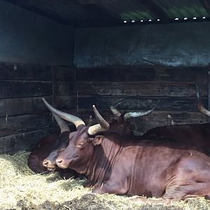 Ankole Cattle