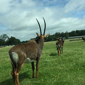 Sable Antelope