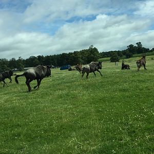 Blue Wildebeest and Sable Antelope