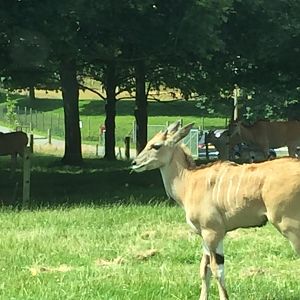 Common Eland Calf