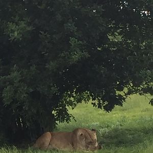 Lioness tearing meat