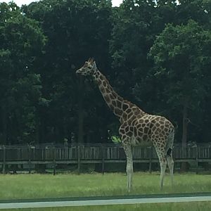 Rothschild's Giraffe