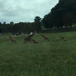 Herd of Rothschild's Giraffes