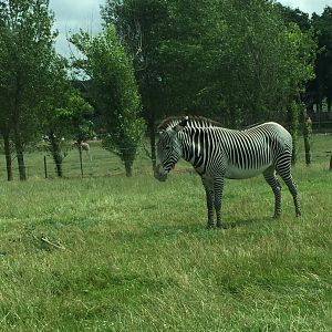 Grevy's Zebra