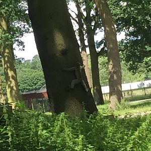Barbary Macaque hugging a tree