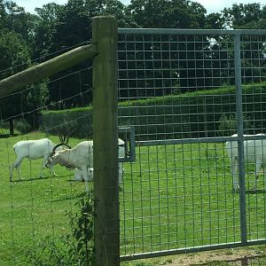 Addax Antelope