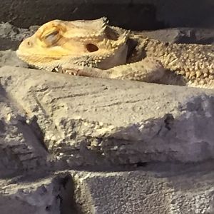 Bearded Dragon