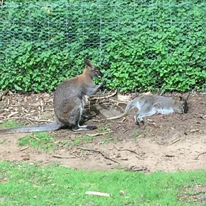 Red-Necked Wallabies