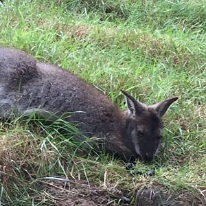 Resting Red-Necked Wallaby